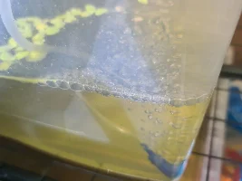 Growing aquarium plants outside