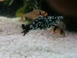Are My Mollies Pregnant?
