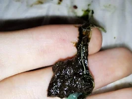 Purplish algae