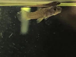 Maybe a deformity in one of my newborn fry