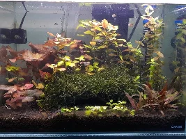 First post and my tank