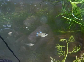 Guppy' and blowing a fuse!