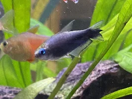 Ever buy fish online?
