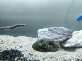 Fahaka puffer breathing fast