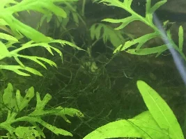 Moss trying to grow
