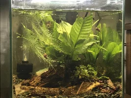Show me your cube tanks!!