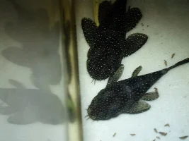 Can anyone sex my plecos please? Meet Ziggy and Stardust!