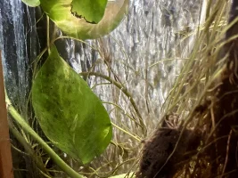 In several tanks, pothos vines have started growing under water