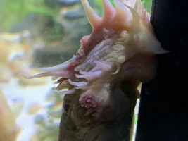 injured big pleco !😢