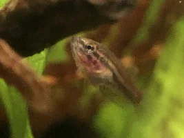 Adventures in Betta Mahachaiensis
