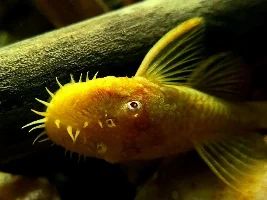 I'm half-thinking of getting a bristle nose pleco . . .