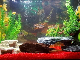 20 Gallon fish stocking