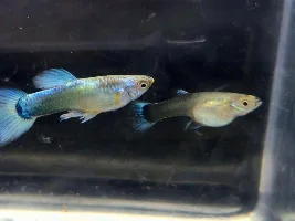 My Livebearers