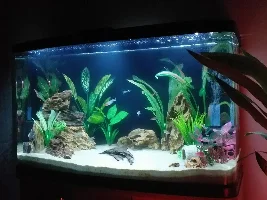 Enjoying the hobby. Tank photos