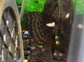 Is it a male or female?