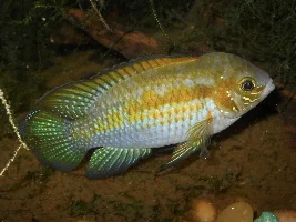 What’s the best dwarf cichlid?