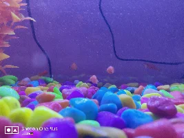 My platy not eating