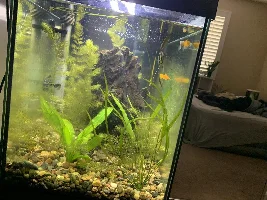 Introducing my tank