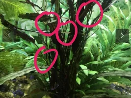 Identification Help