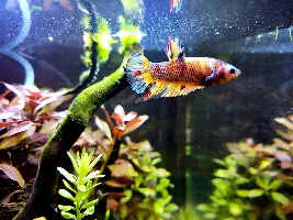 Share your bettas