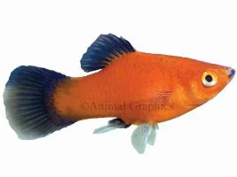 Platy Problem (Deaths And Births)