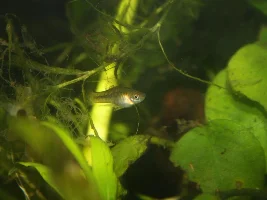One of the tiniest livebearers