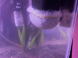 R8 my DIY undersize shrimp filter for planted betta community tank
