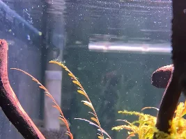 Green spiky stuff in planted tank!