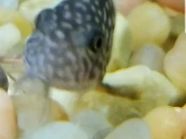 fin rot and red/brown bump