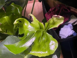 Monstera leaves folding downward. Also, Hi!