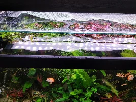 My very messy tank needs something but what does it need ?