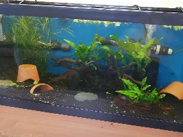 Apistogramma Cacatuoides