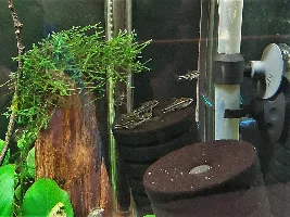 Are the different Pygmy Cory varieties able to interbreed?