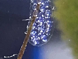 I need to identify this snail.. help!