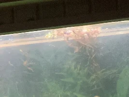 Strange grey color to the water