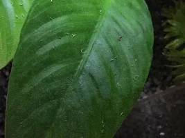 Is This Snail Poop?!