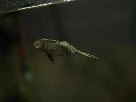 Pleco Death