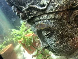 Peacock gudgeons, one acting weird