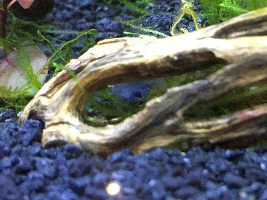 5 gallon Fluval Spec V