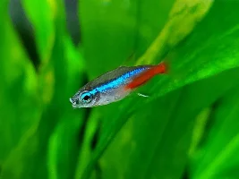 Tankmate question