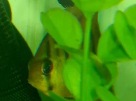 Newest kids
