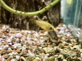 how big a tank for small Cichlids???