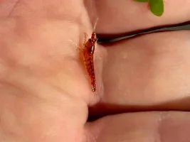 Got a ton of cherry shrimp
