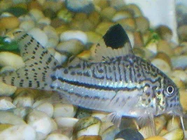 Corydoras Trilineatus
