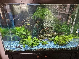 6 fish died today, huge spike in ammonia and nitrites