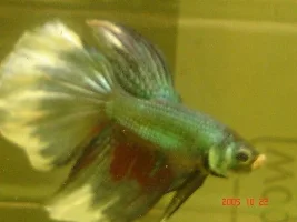 My New Boy
