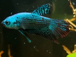 Help Identifying (Wild/Hybrid) Betta?