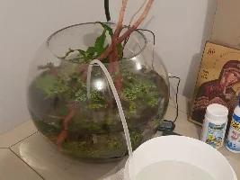 Planted, filterless Shrimp bowl