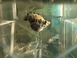 Balloon Molly Pregnant? also appears to be distressed