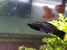 What is wrong with my fish?
